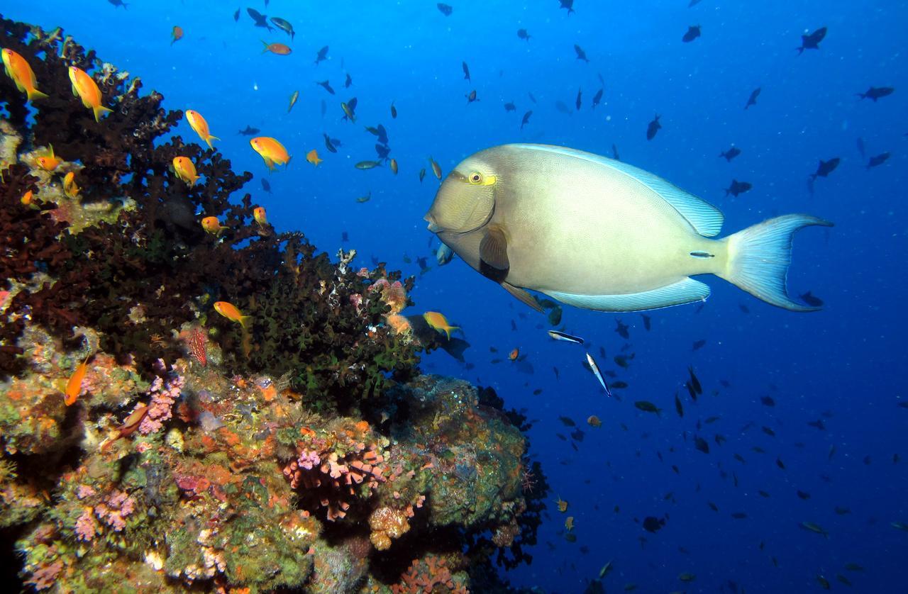 Kandima Maldives Kudahuvadhoo Eksteriør billede Acanthurus chirurgus