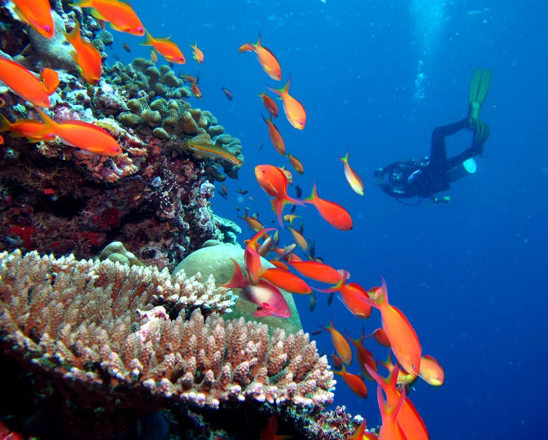 Kandima Maldives Kudahuvadhoo Eksteriør billede A diver with a camera